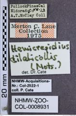 Etiketten zu Hemicrepidius obscurus  (NHMW-ZOO-COL-0008931)